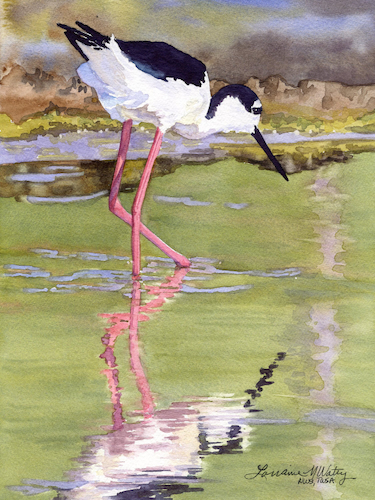 Black Necked Stilt 8.5x6.5 $475 at Hunter Wolff Gallery